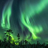 Northern Lights / Aurora borealis, weather phenomenon showing natural light display over Jokkmokk in winter, Norrbotten County, Lapland, Sweden